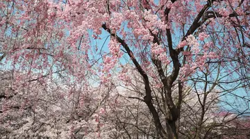 Diamentowym Szlakiem Japonii