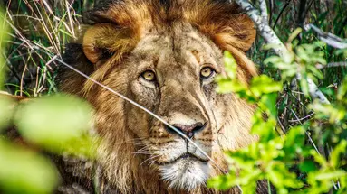 Diamenty Południowej Afryki