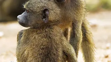 Diamenty Południowej Afryki
