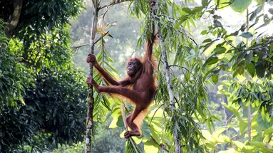 Do Serca Borneo + Hotel Holiday Villa Resort & Beachclub****