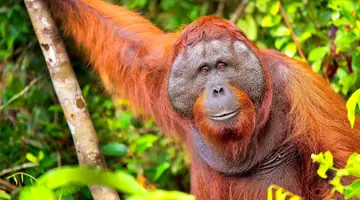 Do Serca Borneo + Hotel Holiday Villa Resort & Beachclub****