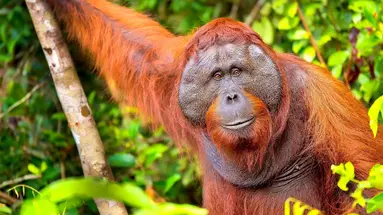Do Serca Borneo + Hotel Holiday Villa Resort & Beachclub****