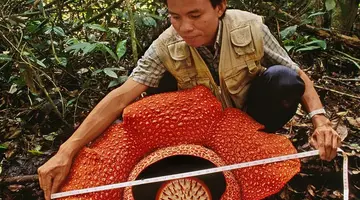 Do Serca Borneo