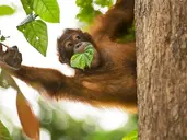 Do Serca Borneo