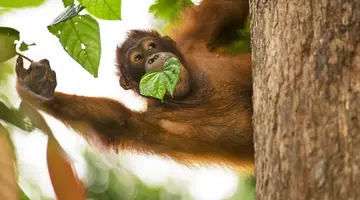 Do Serca Borneo