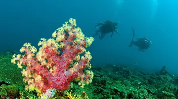Do Serca Borneo