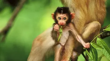 Do Serca Borneo