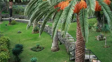 Dom Pedro Madeira
