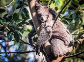 Duet Idealny: Australia I Tasmania