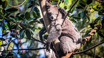 Duet Idealny: Australia I Tasmania