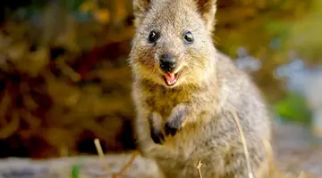 Duet Idealny: Australia I Tasmania