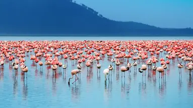 Dzika natura Afryki