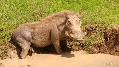 Dzika natura Afryki