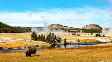 Dzika przyroda USA: od Yellowstone po Arches