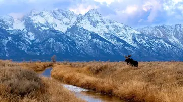 Dzika przyroda USA: od Yellowstone po Arches