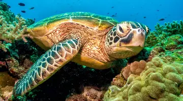 Egzotyka Light - Bohol (wersja rejsowa)