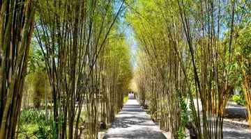 Egzotyka Light - Bohol