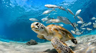 Egzotyka Light - Curacao