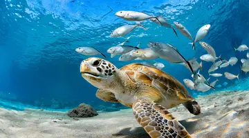 Egzotyka Light - Curacao