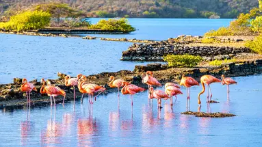 Egzotyka Light - Curacao