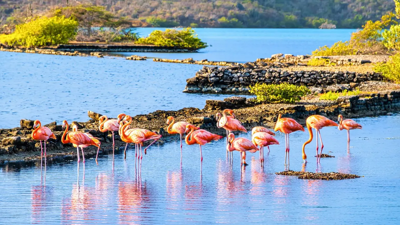 Egzotyka Light - Curacao