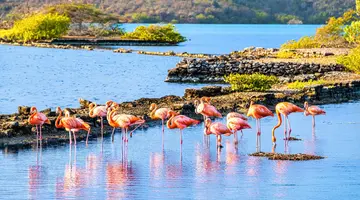 Egzotyka Light - Curacao