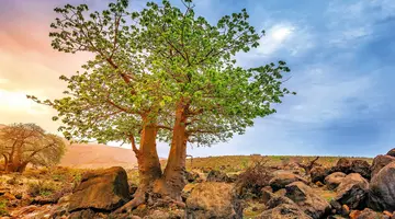 Egzotyka Light - Oman