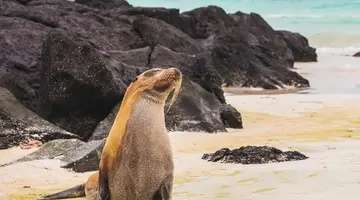 Ekwador i Wyspy Galapagos - Głuptaki i Wikunie na Równiku - 17 dni