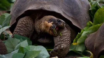 Ekwador i Wyspy Galapagos - Głuptaki i Wikunie na Równiku - 17 dni