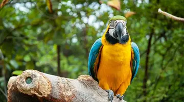 Ekwador i Wyspy Galapagos - Głuptaki i Wikunie na Równiku - 17 dni