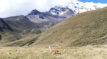 Ekwador i Wyspy Galapagos - Głuptaki i Wikunie na Równiku - 17 dni