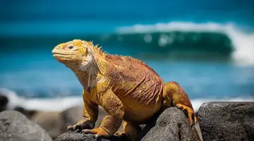 Ekwador i Wyspy Galapagos - Głuptaki i Wikunie na Równiku - 17 dni