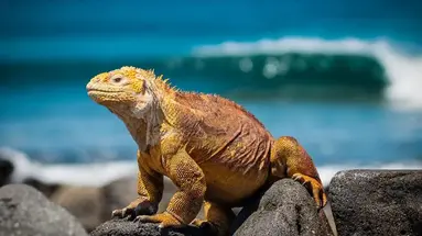Ekwador i Wyspy Galapagos - Głuptaki i Wikunie na Równiku - 17 dni