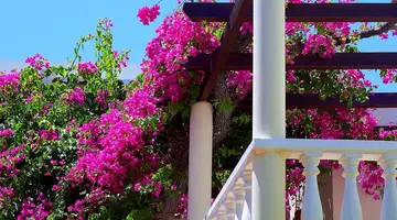 Elotis Suites