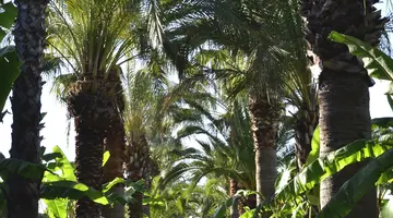 EMELDA SUN CLUB ( ex. SIMENA SUN CLUB)