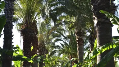 EMELDA SUN CLUB ( ex. SIMENA SUN CLUB)