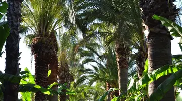 EMELDA SUN CLUB ( ex. SIMENA SUN CLUB)