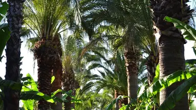 EMELDA SUN CLUB ( ex. SIMENA SUN CLUB)