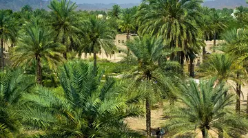 Emiraty Arabskie i Oman - Złote wrota pustyni