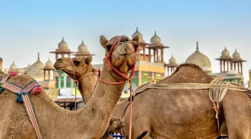 Emiraty w stylu Boho