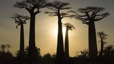 Esencja Madagaskaru