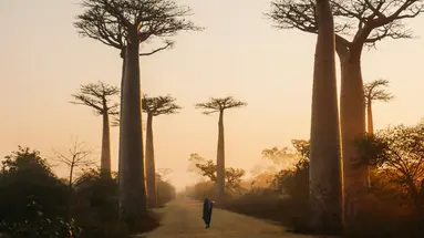Esencja Madagaskaru