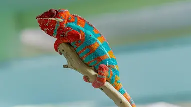 Esencja Madagaskaru