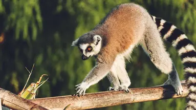Esencja Madagaskaru