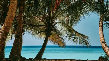 Esencja Madagaskaru