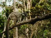Esencja Madagaskaru