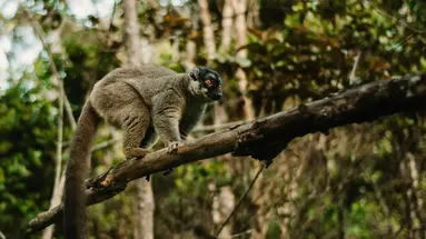 Esencja Madagaskaru