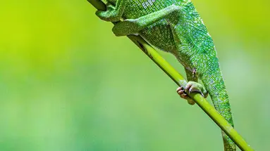 Esencja Madagaskaru