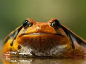 Esencja Madagaskaru