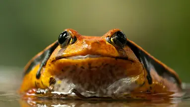 Esencja Madagaskaru